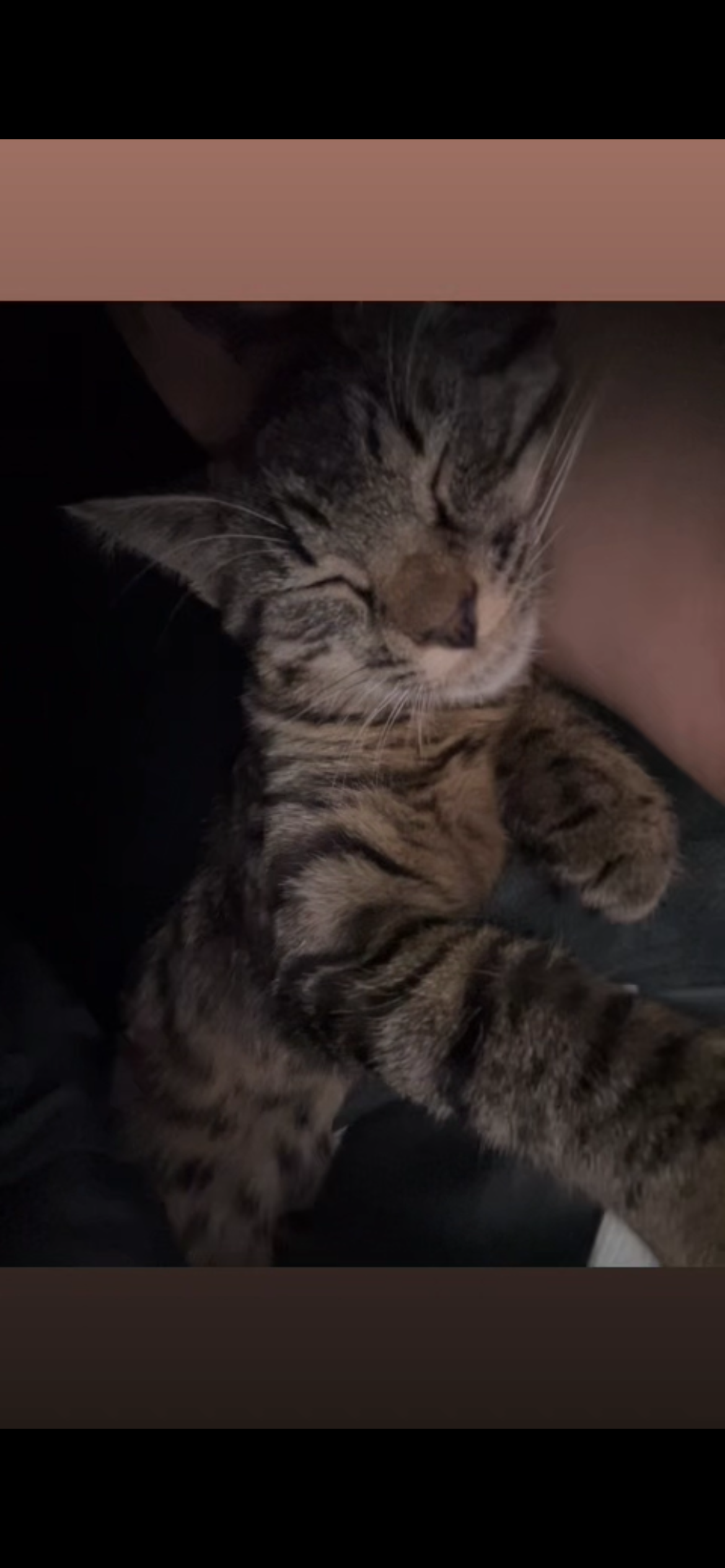 found Brown, Black cat